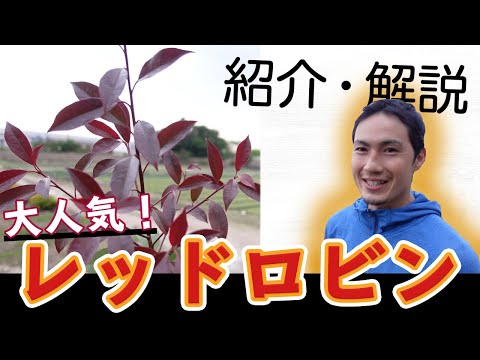 美しいフォティニア肥料ブースター低木を作る方法