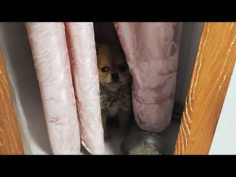This Puppy I Found by the Road Hid as Soon as He Got Home