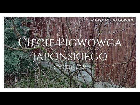 Cięcie Pigwowca japońskiego - Styczeń 2025