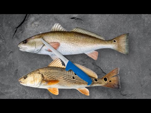 How to Clean Red Drum fish in Two minutes | The Salty Twins