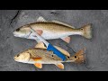How To Clean Red Drum Fish In Two Minutes The Salty Twins
