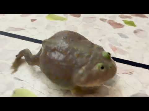 My budgett's frog waddles when it walks