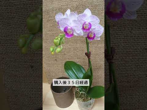蘭の茎の切り方 ヒント 失敗 開花後の剪定 色あせた花 ドライガーデン
