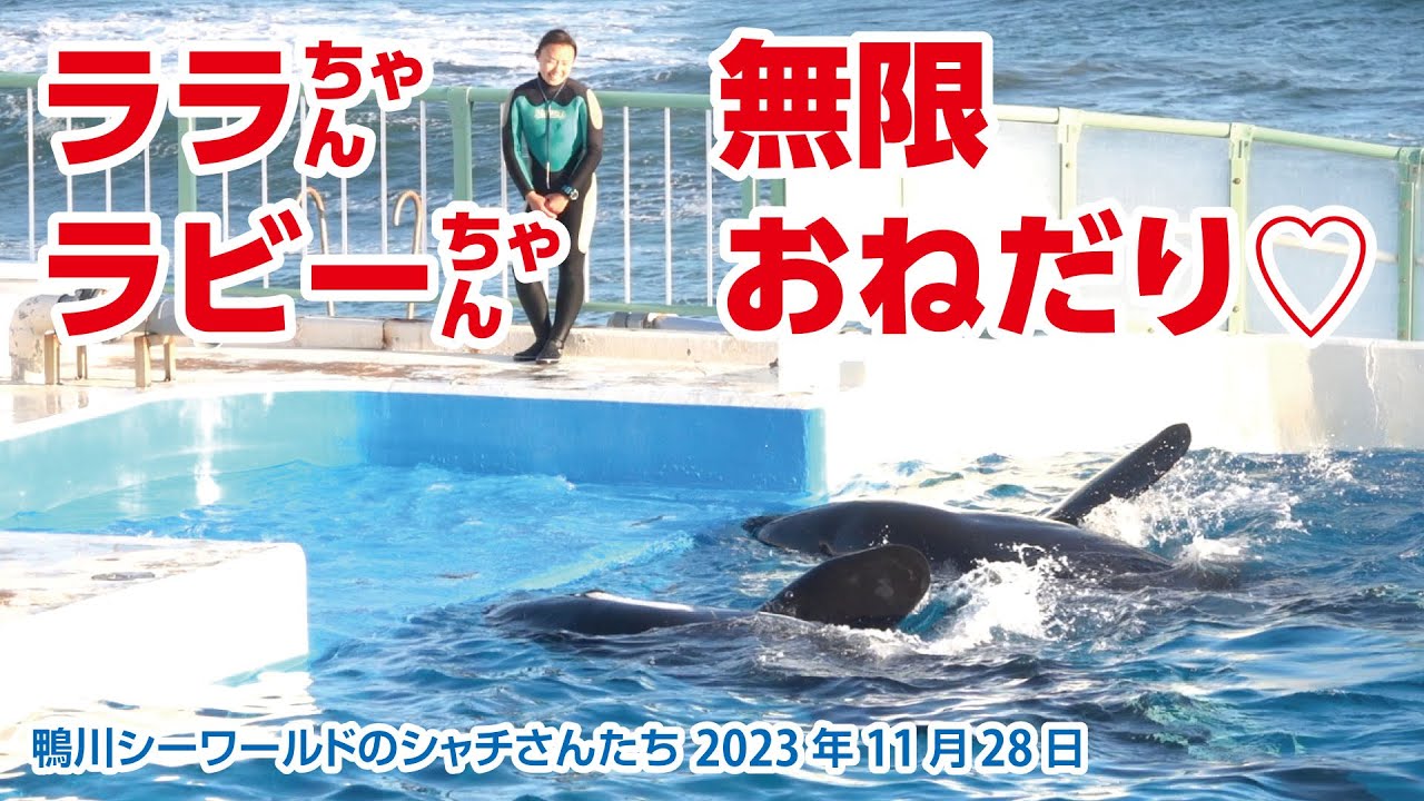 一度あげたら無限におねだり♡ララちゃん＆ラビーちゃん【2023年11月28日】鴨川シーワールドのシャチさんたち