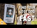9 Steps To Quickly Find Your Lost Dog