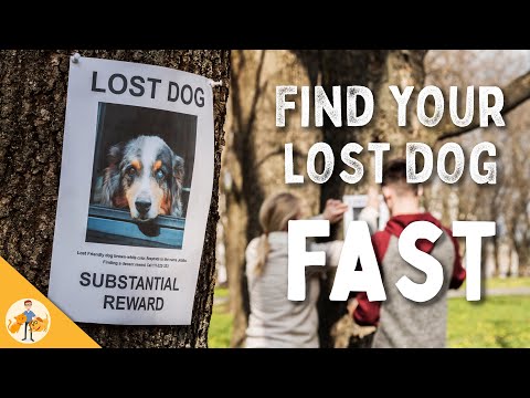 9 Steps To Quickly Find Your Lost Dog