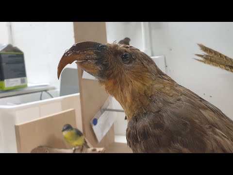 Norfolk kaka - preparát v Melbourne Museum