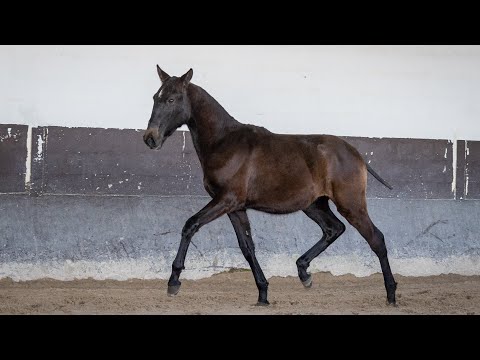 Horse for Sale |  Piro Free Yearling Lusitano sired by Jasmim Plus (REF#707)
