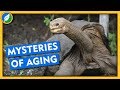 What Can Tortoises Teach Us About Aging