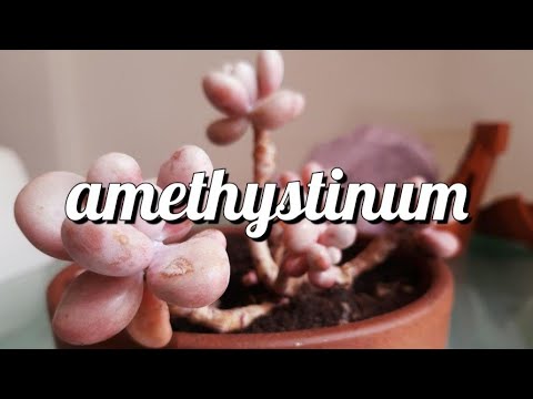 download lagu mp3 mp4 Graptopetalum Amethystinum, download lagu Graptopetalum Amethystinum gratis, unduh video klip Graptopetalum Amethystinum