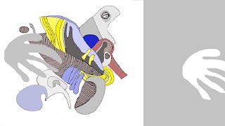 Horseshoe Crabs . Hop Along