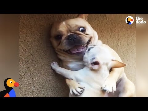 Huey the French Bulldog Gets a Brother