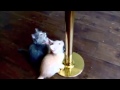 Kittens Pole Dancing Adventure! 
