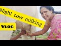 Night Cow Milking Vlog