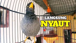 Download lagu Jalak kebo gacor ngoceh suara pikat buat pancingan jalak kebo manapun || pancingan jalak kebo mp3