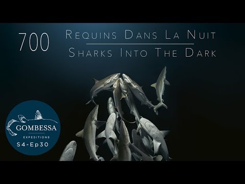 Gombessa 4 - 700 requins dans la nuit - Ep30