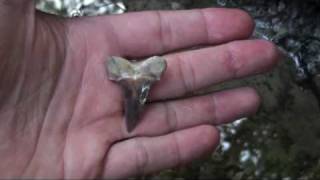 preview picture of video 'Hunting Shark Teeth in a Creek in Summerville'