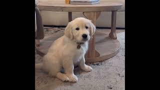 🥰 Golden Puppies's Funny And Cute Actions Make Your Heart Flutter 🐶 | Cute Puppies