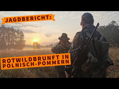 jagdbuechsen: Rotwildbrunft in Polnisch-Pommern – ein emotionaler Jagdbericht mit Video und Ausrüstungs-Check