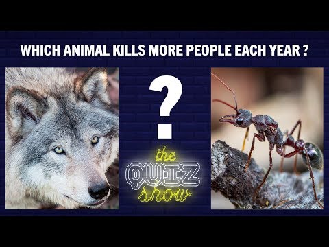 Which animal kills more people each year | The Quiz Show