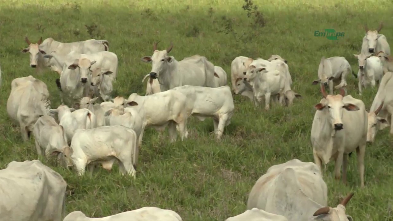 Controle de pragas e doenças das pastagens