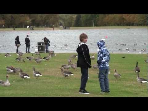 London England Geese 2011