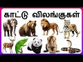 Wild Animals Names And Sounds Tamil காட்டு விலங்குகளின் பெ�
