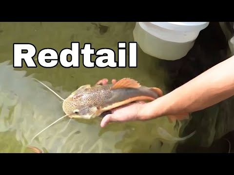 SAVING BABY REDTAIL From WRECKED POND (JAWS ATTACK)