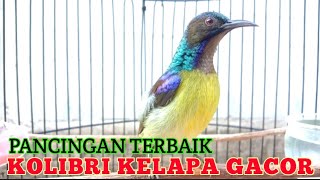 Download lagu kolibri kelapa | manggar | wiceh | pancingan terbaik korlap gacor buat burung bahan mp3 Download lagu kolibri kelapa | manggar | wiceh | pancingan terbaik korlap gacor buat burung bahan mp3