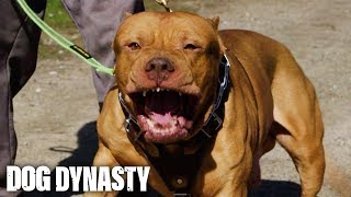 Meet Zion, DDK9’s Secret Weapon | DOG DYNASTY