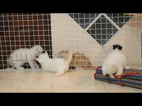 5 แสบ ลูกเอลซ่า