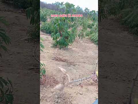 nova safra de mandioca na Cidade de salitre, ceará conhecida como a capital da mandioca