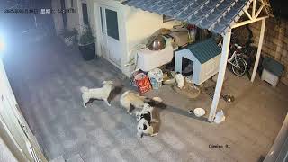 [問卦] 養比特犬的是不是其實都是俗辣?