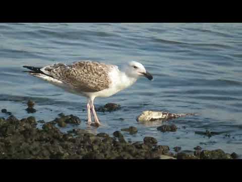 Great Black-backed Gull, Larus marinus, Landtong Rozenburg, ZH, the Netherlands, 4 Nov 2024 (14)