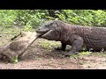 The Komodo Dragon S Mouth And Jaws Are Capable Of Swallowing With One Lift
