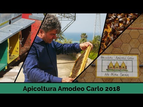 Apicoltura Amodeo Carlo 2018 - part 1 - Sicily, Italy  [ENG+NL subtitles met informatie]