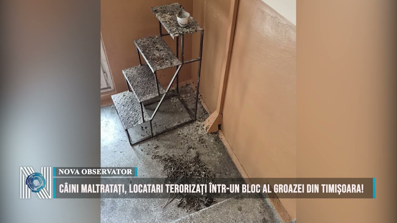 Câini maltratați, locatari terorizați într-un bloc al groazei din Timișoara!