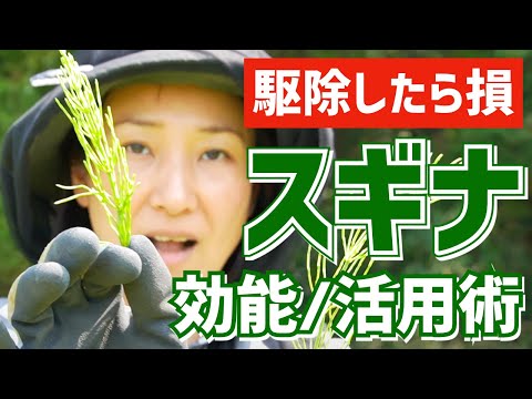 園芸 スギナ、ヒマラヤスギナ、巨大スギナ