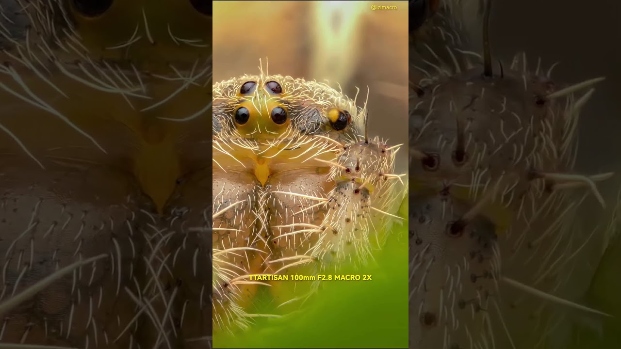 Video Ống kính TTArtisan 100mm F2.8 2X Ultra Macro 2:1 for Full-Frame