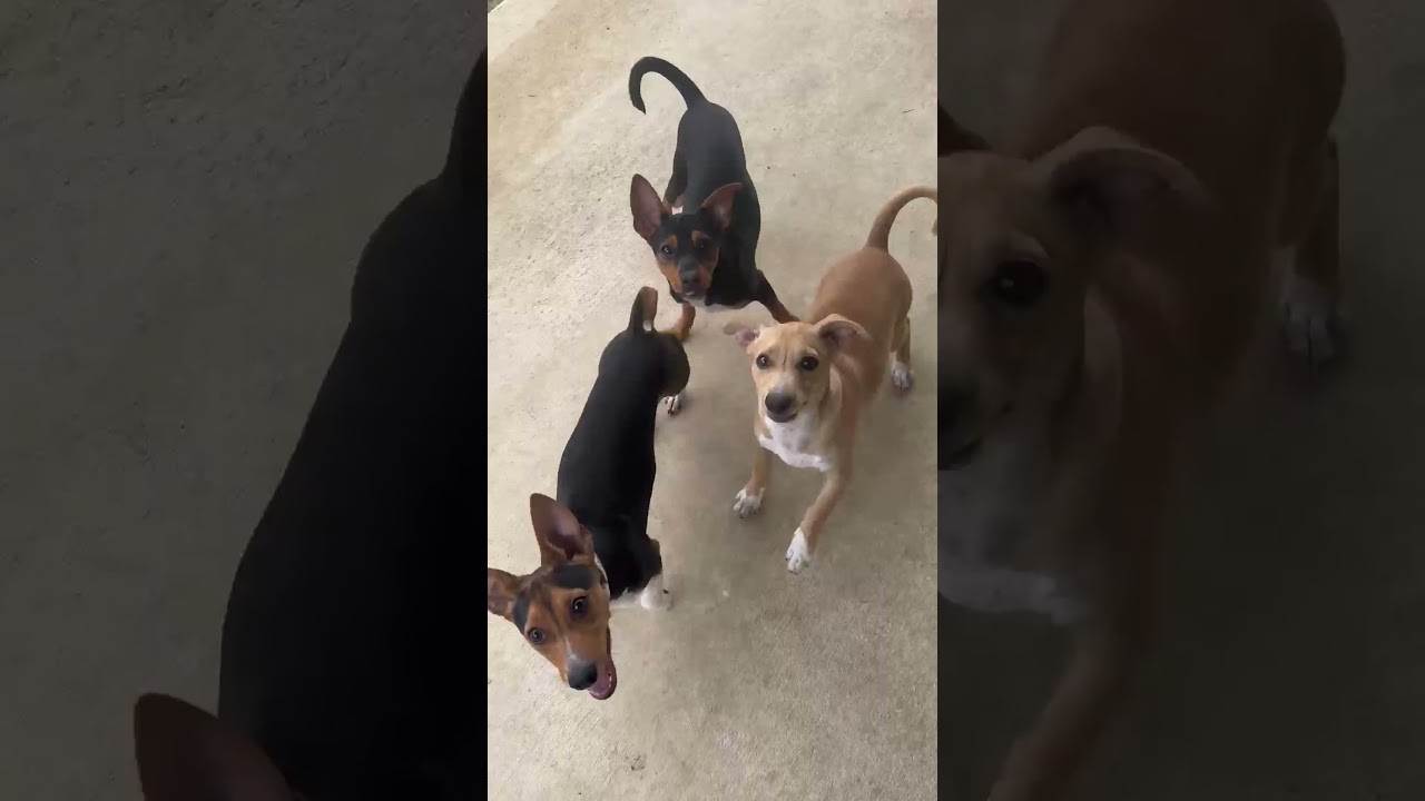 Enlarge Luna, an adopted mixed breed in Seguin, TX video 4/6