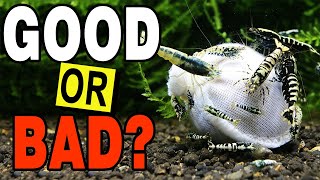 LUBAO - biofilm growing bag for Aquarium Shrimp (Kallax ball review)