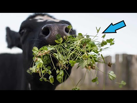 The Secret Ingredient of Milk: What Cows Eat To Produce It #shorts