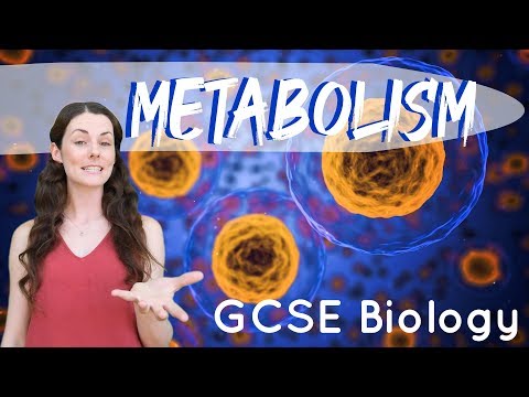 Video: Metabolism Video Lecture - Biology for Grade 10