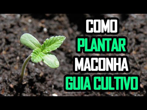 , title : 'COMO PLANTAR MACONHA - GUIA DE CULTIVO COMPLETO'