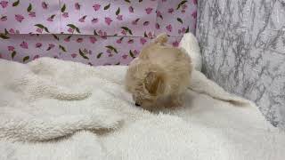 ハーフ犬の動画01