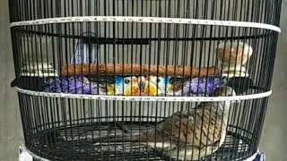 Download lagu PIYIK PERKUTUT BANGKOK USIA 3 BULAN | RING JIHAN BIRD FARM mp3