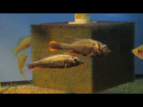Haplochromis thereuterion
