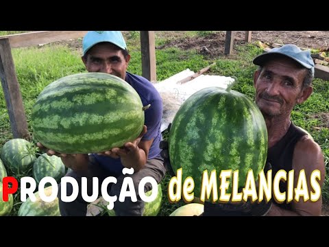 beleza amazonica, terceira viagem a comunidade do Mulatinho, Fonte Boa Amazonas