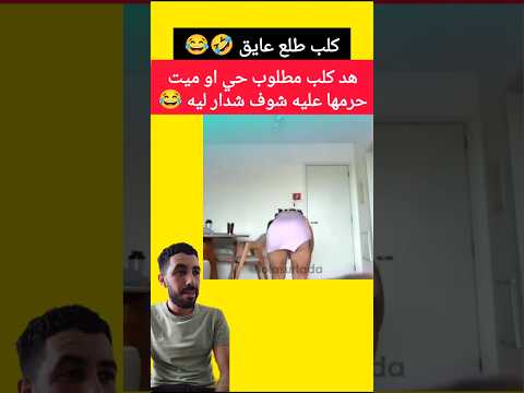 كلب طلع عايق 🤣 #foryou #viral #trend #fyp #reels #maroc #algeria #funny #news #المغرب