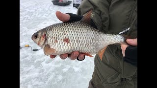 Рыбинск ловля плотвы крупной